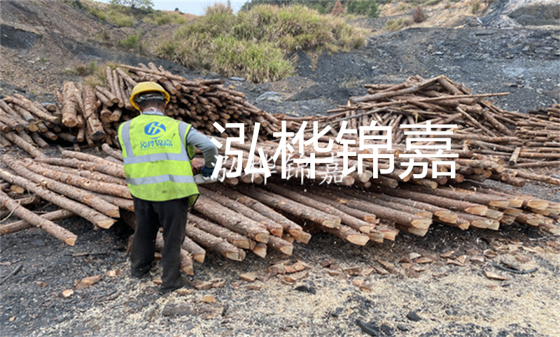 杉木樁多少錢一米？了解一下！